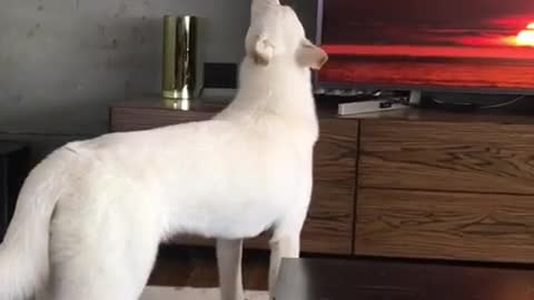 A dog chanting the sound of the ear
