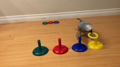 Super smart parrot knows how to match colors