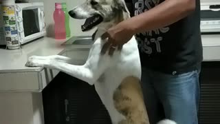 Happy Dog Gets Wholehearted Massage