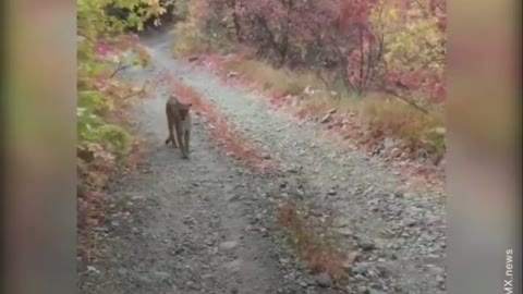 Mountain lion tried to attack hiker