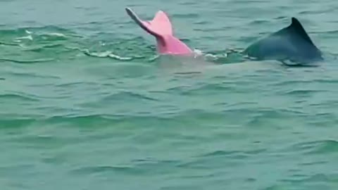 ever seen Pink dolphin before