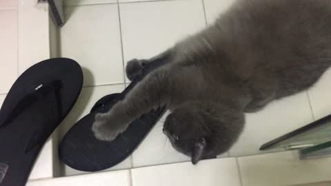 Cat caught behaving inappropriately with owner's slippers