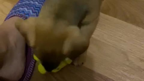 Chanel plays with a toy