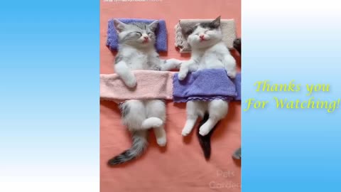 Cute Pets And Funny Animals Compilation23