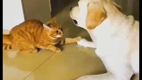 Cat & dog funny moments videos