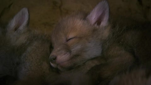 How one-month-old foxes live in a hole 🦊