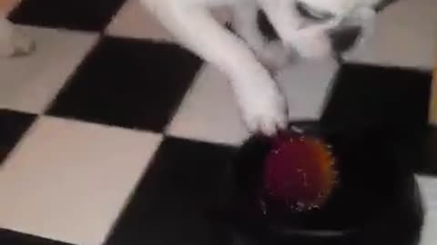 Ball stuck in water bowl throws puppy into confusion