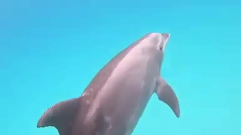 Dolphin Friendsmertime swims with our little buddy 😊🐬🏊‍♀️ #Kauai