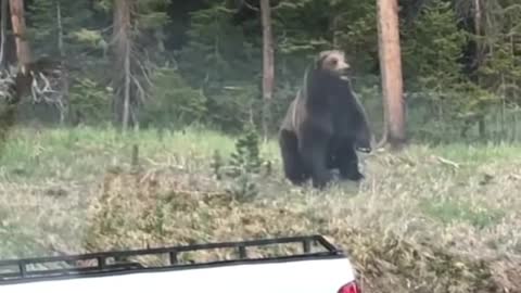Bears In The Jungle || Grizzly bear charges park rang || Fun4Viral