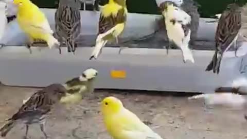 Types of canary birds