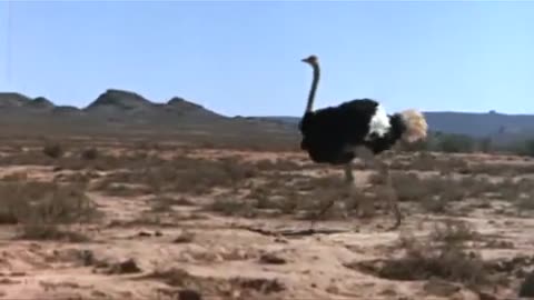 The Gods Must Be Crazy - Stealing Ostrich's Egg.