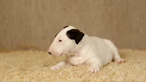 Little white puppy 🐶 bull terrier