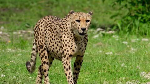 VIDEOS WITH WILD CAT CHEPARDS AND LEOPARDS LOOSE AND FREE IN NATURE!