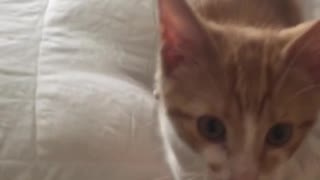 Orange cat meowing at camera