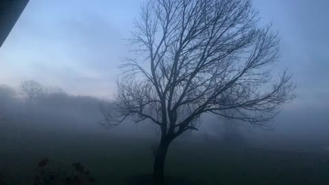 Haunting Morning Fog