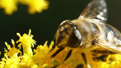 Beautiful clip of bee pollinating yellow flower