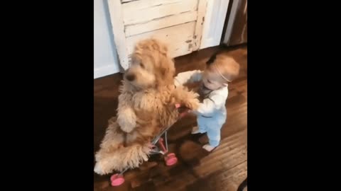 Baby pushing dog gif video