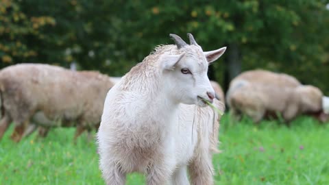 Eating sheep