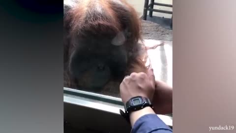 The FUNNIEST Monkeys 🤣 Best Compilation