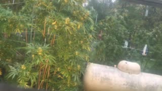 Marijuana legal grow rain Thursday Mack attack get some Slightly Stoopid p 2 Derek Hunter Rumble