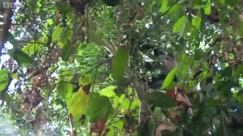 Gorillas Picking Bamboo Fruit | BBC Earth