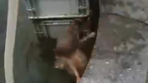 Dog HERO Saves Cat from Water