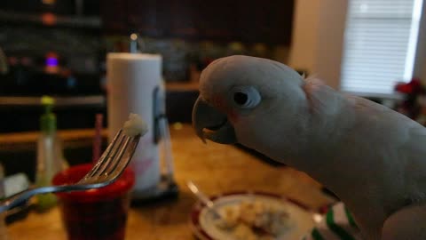 Gizmo is at it again! this time he's eating mashed potatoes