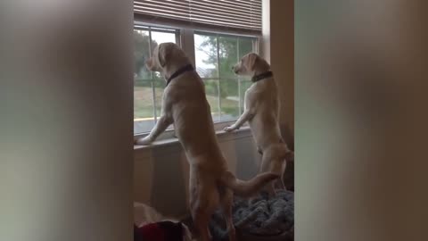 Funny dog videos-Funny Dog and Cat