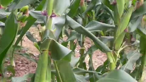 Picking corn