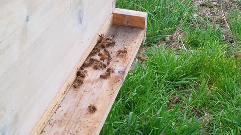 21 April 21 Swarm, Day 2 in New Home