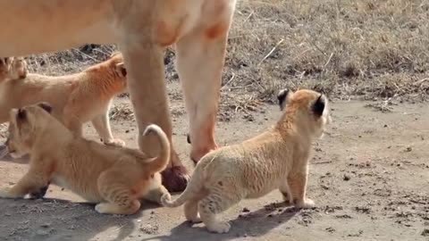 Cute Baby Lions with Mom