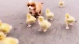Cute and Funny Dog Videos