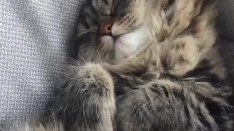Sleepy kitty naps in hilariously awkward position