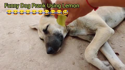 Funny Dog Prank Using A Lemon