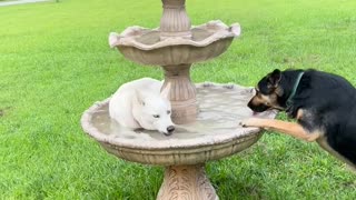 Husky Plays In The Fountain