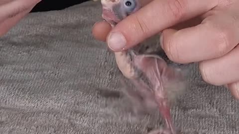 Baby Parrot Growing 💗. Day 1 to Day 32. It was amazing to watch 😍😍