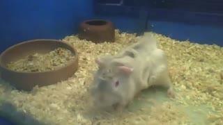 Abyssinian guinea pig likes to be filmed, and plays around [Nature & Animals]