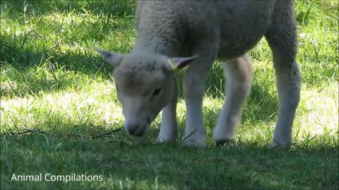 Baby sheep funniest Animal complication .. Try not to laugh