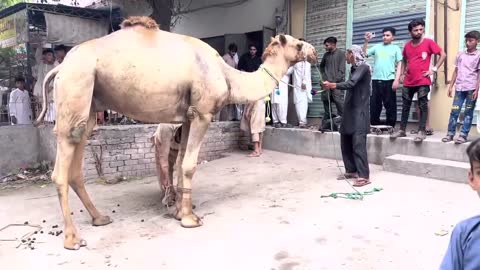 How to muslim cut camel || Camel Qurbani