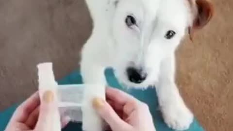 Cute Dog Rescue ❤️ cute animal Saving life