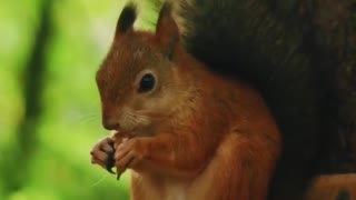 Little Squirrel Eating Nuts Very Cute😍😍
