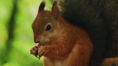 Little Squirrel Eating Nuts Very Cute😍😍