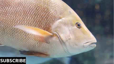 Colorful aquarium, beautiful parrot fish swimming in sea corals