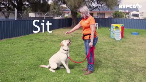 FREE DOG TRAINING – Basic: How to teach your dog to sit and drop?