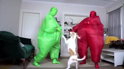 Dog Gets Surprise Dance Party w/Chub Suit Men