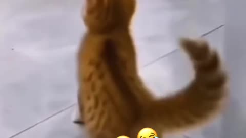 Dancing cat
