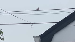 Robin backyard