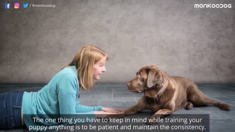 How To Leash Train Your Puppy ... in just 3 Little Steps !