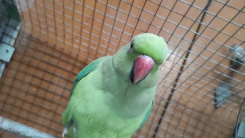 Listen parrot makes flatulence sounds and others