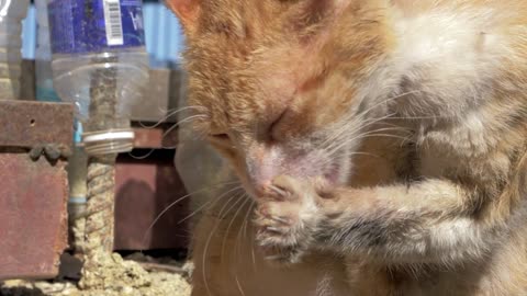 Cute homeless ginger cat licks his leg outside. Close-up of a cat washing his leg and head